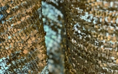 �������ؼ�����, 2024 ������ �δ���Ƽ ���α׷� ��FOREST: ���� ����