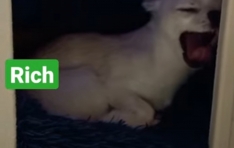 5 Pet dog Rich 🐶 ❤️ Towards [10,000,000,000 views] Pet dog Rich yawning